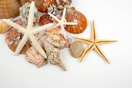 各种海壳概念设计图片