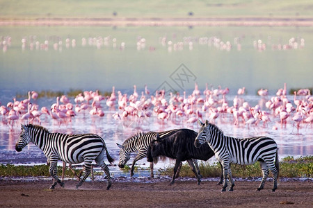 肯尼亚大草原的斑马图片