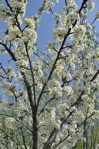 春天开花的美丽树图片
