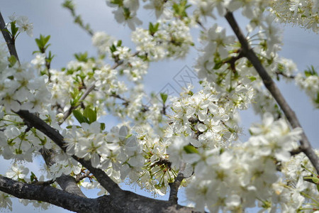 春天开花的美丽树图片