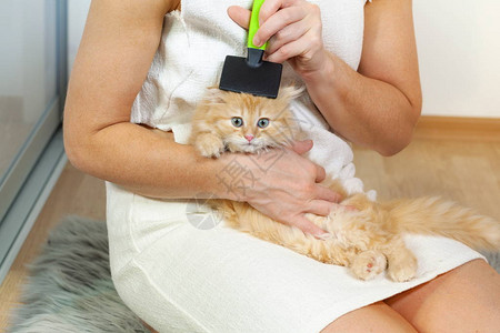 享受刷牙的小猫图片