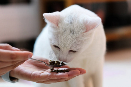 关闭了手拿着勺子喂一只纯白的猫闻食物暖光背景图片