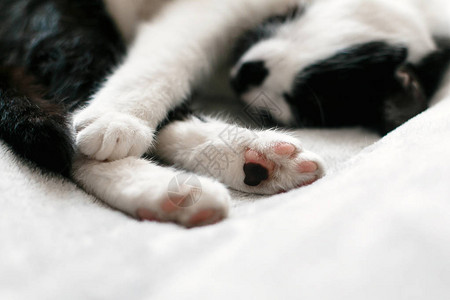 早上睡觉舒适温馨的时刻困猫抱着他的爪图片