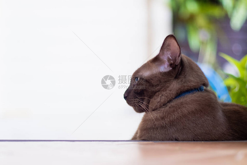 棕色可爱的猫咪躺在地上用复制空间图片