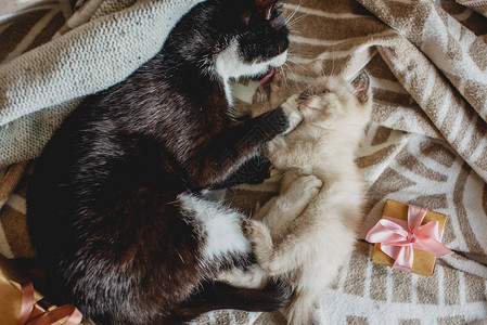 母猫拥抱着躺在毯子上可爱的毛绒小猫咪图片