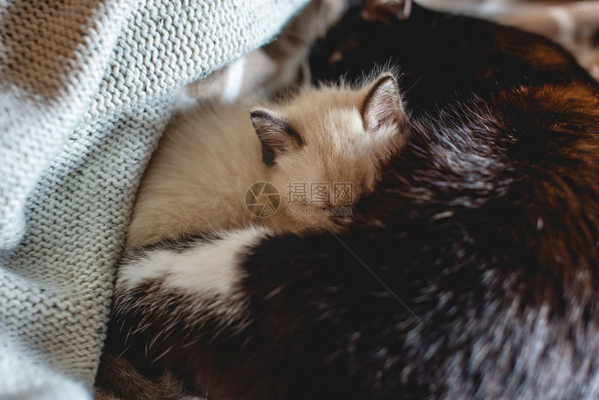 母猫着躺在毯子上可爱的毛绒小猫咪图片
