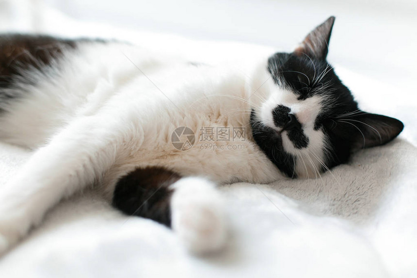 可爱的小猫可爱睡在白色的床上图片