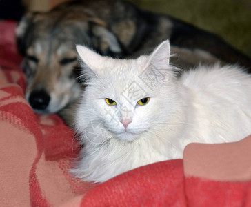猫和狗的友谊动物睡在附近的同一个掩体上前景中的猫醒来图片