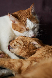 两只可爱的白色和姜黄色的猫互相喜欢和洗涤猫互相舔的特写照片互图片