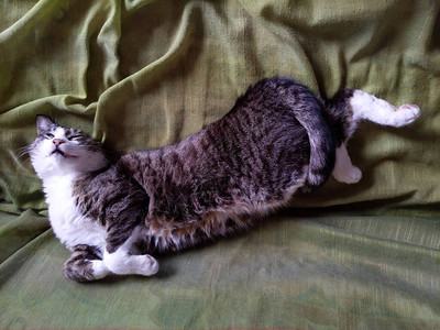 猫睡觉时做奇怪的姿势图片
