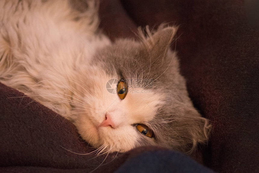 可爱的小猫睡觉完美的梦想和放松懒猫睡在柔软舒适的床上灰色和白色困不加糖的图片