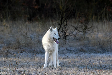 哈德逊湾狼冬天可爱的高清图片