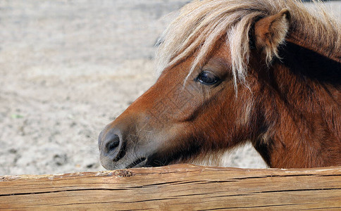 一匹棕色小马的肖像动物园里的小马图片