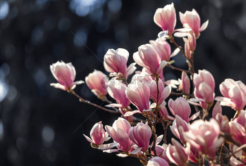自然背景概念粉红色的玉兰枝玉兰树开花在自然背景下开花木兰分支图片
