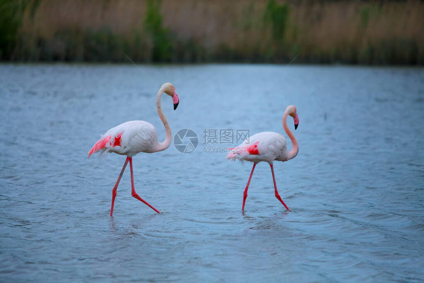 水中的粉红色火烈鸟图片