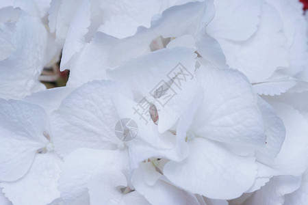 白色盛开的花朵绣球花的特写视图图片