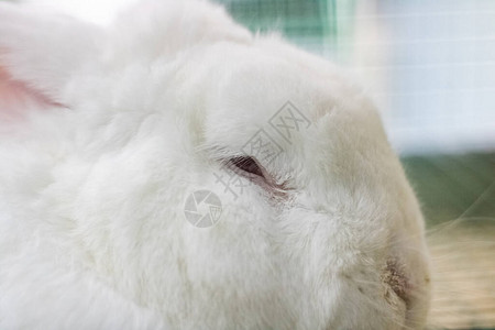 红眼睛的白兔子躺在图片