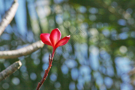 落于尾巴中的单一红色羽茎或frangipani花朵图片