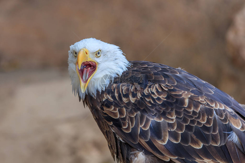 西班牙加那利群岛特内里费动物园的美洲秃鹰haliaeetusLeucocep图片