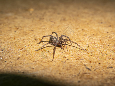 一只棕色蜘蛛在木桌上爬行微距照片蜘蛛昆虫昆虫爪子背景图片文本的地方图片