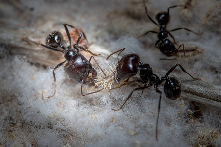 MessorBarbarus采集蚂蚁寻找种子图片