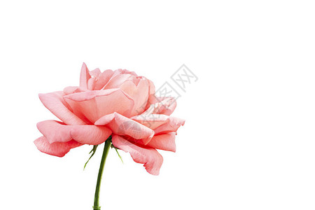 白背景孤立的玫瑰花朵盛开因为贺卡婚背景图片
