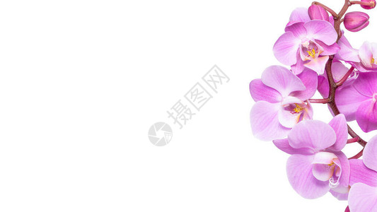 孤立在白色背景上的粉红色花蝴蝶兰背景图片