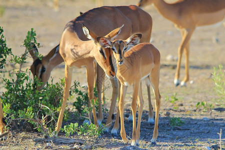 黑斑羚羊非洲野生动物背景可爱生图片