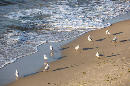 海边沙滩上的海鸥图片