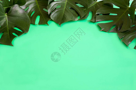 绿色背景下龟背竹叶的平躺图像图片