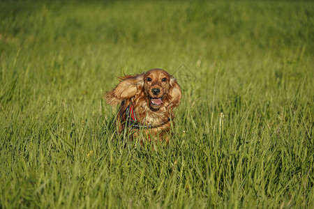 小狗可卡犬在草地上奔跑图片