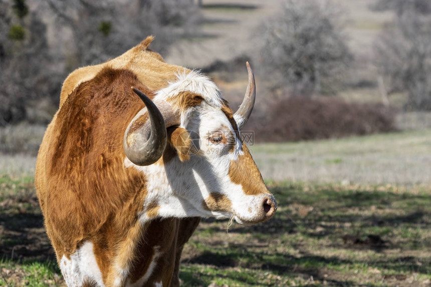 一头棕色和白色的大型长角牛的特写镜头站在牧场上图片