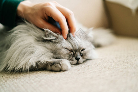 灰色卡哇伊可爱毛茸的苏格兰高地直长毛灰色大眼睛猫躺在米色沙发上图片
