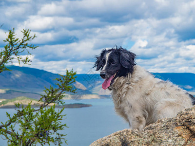 山顶上的边境牧羊犬以天空山脉和湖水为背景图片