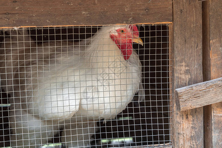 在家庭小农场笼子里的母鸡家禽饲图片