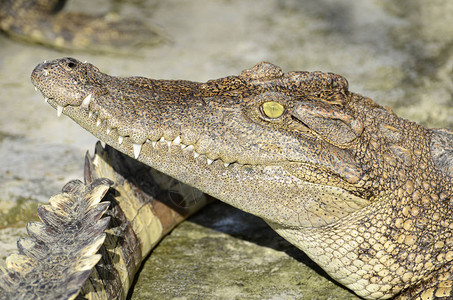 淡水鳄鱼近距离农场的暹罗鳄鱼Crocodylussiam图片