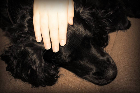 一个孩子的手抚摸着一只黑狗的头图片