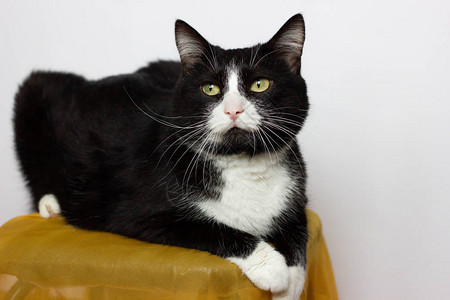 坐在椅子上坐着的黑白猫仰望着侧面和楼图片