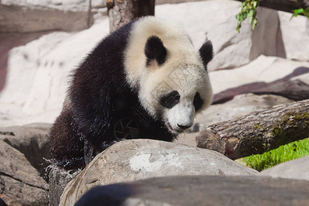 可爱的大熊猫爬上小溪边的石头图片