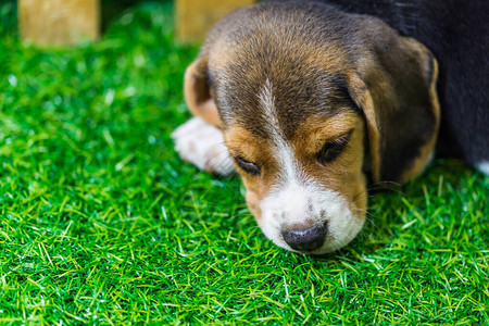 躺在地板上的小Beagle犬图片