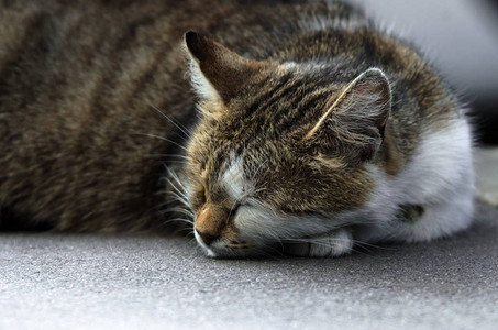 一只流浪猫睡在人行道上图片