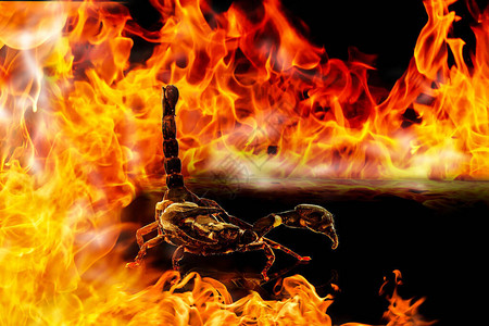 火背景中的蝎子图片