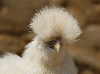一只年轻的丝滑白鸡的肖像图片