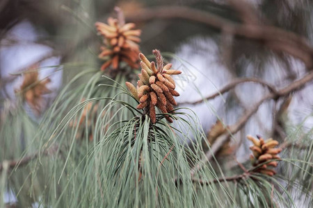 木松树的雄花朵PinusP图片