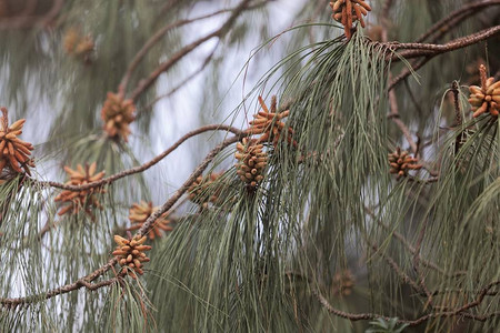 木松树的雄花朵PinusP背景图片