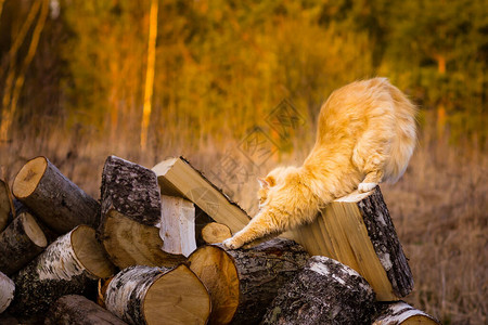 为了柴火而砍伐的树上的红色毛茸的猫正在伸展高清图片