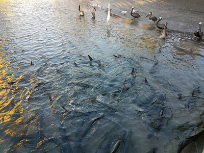 在波多黎各庞斯的LaGuancha河水中的白高起重机鱼和notponfin背景图片