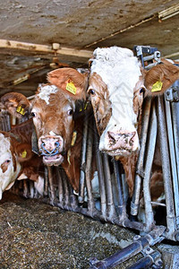牛棚里的一排奶牛图片