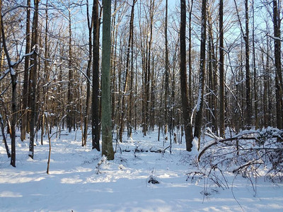 在森林或树林中下雪图片