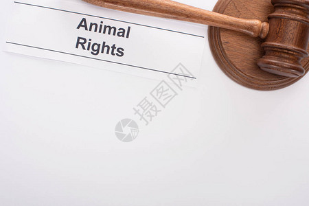 在白色背景上刻入法官盾牌和动物权图片